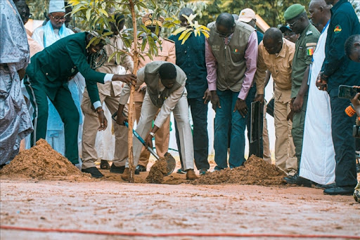Journée nationale de l’arbre : le Sénégal alerte sur la perte annuelle de 11 536 hectares de forêts