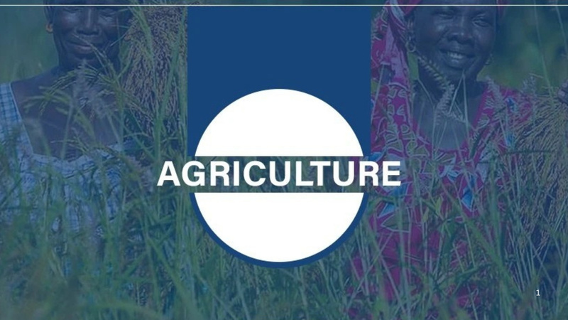 Kédougou : vigilance face aux attaques de chenilles légionnaires et appuis multiples aux producteurs