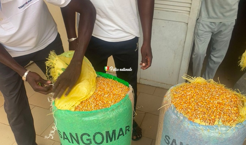 Fatick : saisie de 18 kg de chanvre indien par la Brigade régionale des stupéfiants