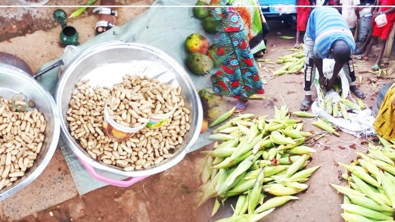 Kolda : les premières récoltes de maïs et d’arachide dynamisent le marché local