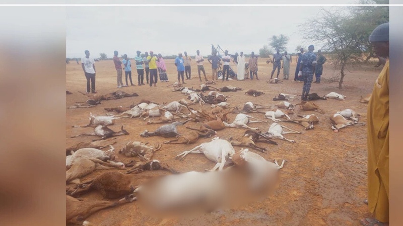 Podor : 70 animaux périssent et des écoles endommagées après de fortes pluies Podor : 70 animaux périssent et des écoles endommagées après de fortes pluies
