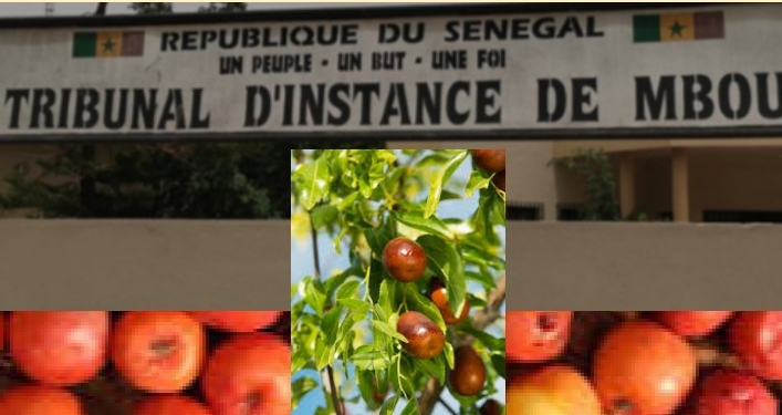Cueillir des jujubes… et récolter une condamnation
