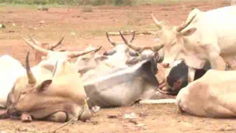Daral de Ndiassane : sécurité retrouvée, mais la clientèle se fait rare Daral de Ndiassane : sécurité retrouvée, mais la clientèle se fait rare