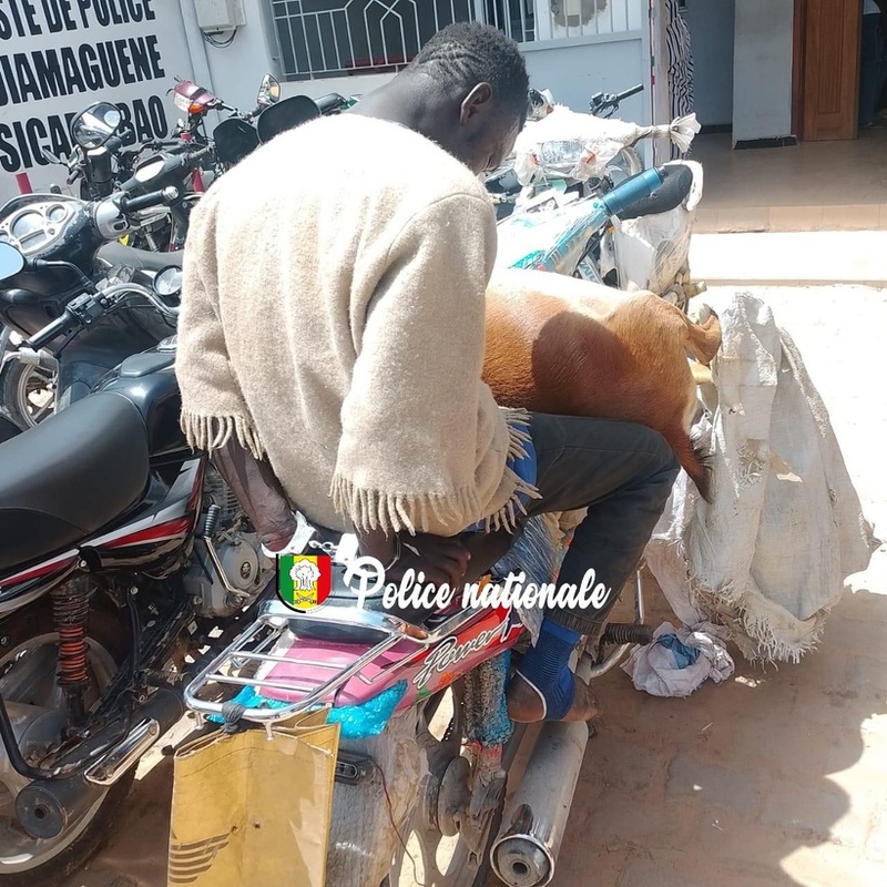 Tentative de vente de viande morte à Diamaguène : un suspect arrêté Tentative de vente de viande morte à Diamaguène : un suspect arrêté