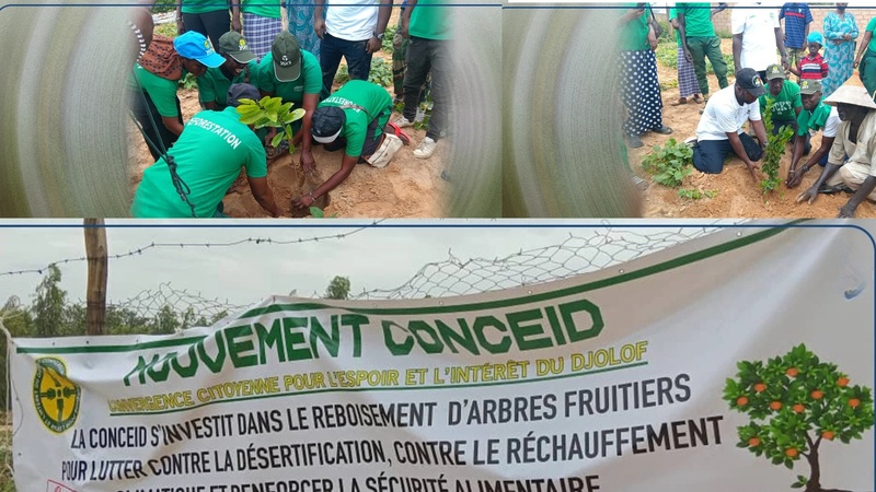 Linguère : une journée de reboisement pour freiner la désertification dans le Djoloff