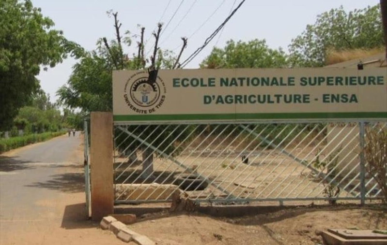 Thiès : nouvelle grève de 72h à l’ENSA, le SAES dénonce la paralysie de l’école Thiès : nouvelle grève de 72h à l’ENSA, le SAES dénonce la paralysie de l’école