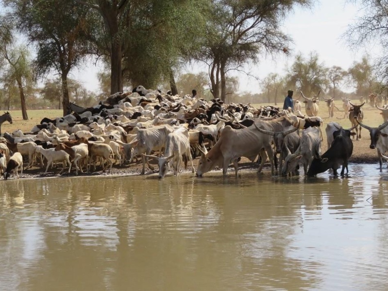 Vaccination du cheptel au Sénégal : plus de 95% des animaux protégés en 2025
