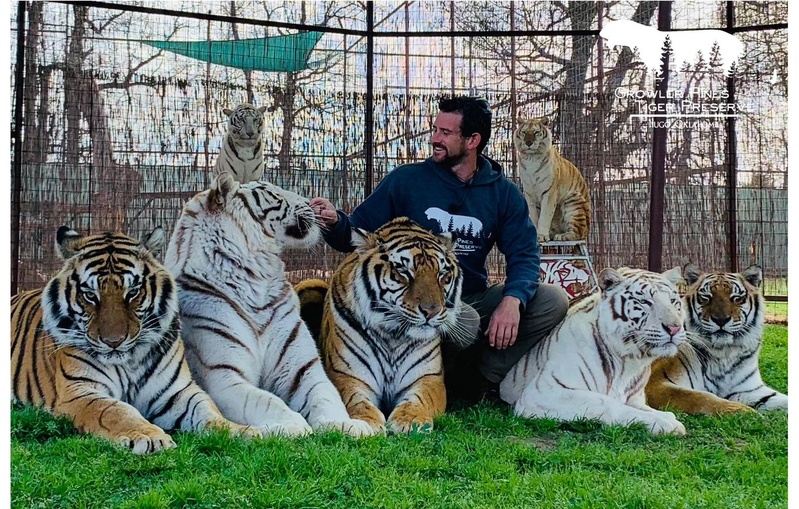 Etats-Unis : Un dresseur tué par son tigre en pleine représentation Etats-Unis : Un dresseur tué par son tigre en pleine représentation