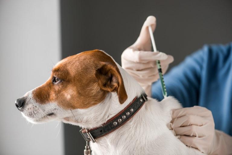 🐕 Kolda : appel à la vaccination des chiens après 134 cas de morsures en 2025