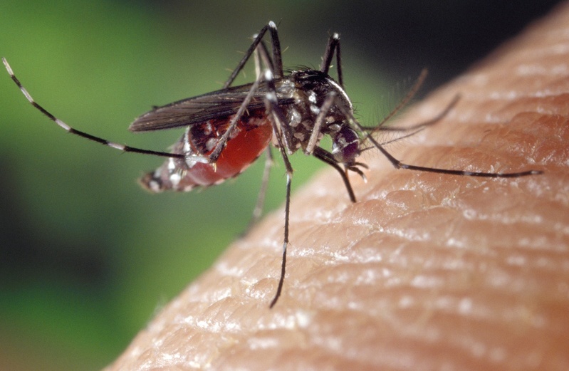 Fièvre de la vallée du Rift à Saint-Louis : le moustique culex au cœur de la propagation rapide