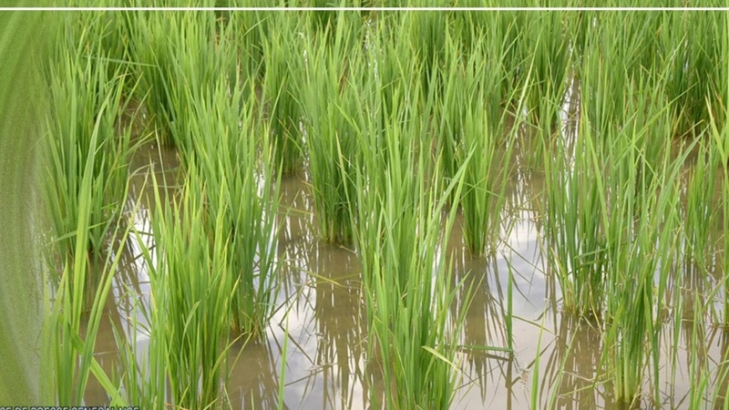 Matam : plus de 1 200 hectares de terres rizicoles submergés par les eaux du fleuve Sénégal