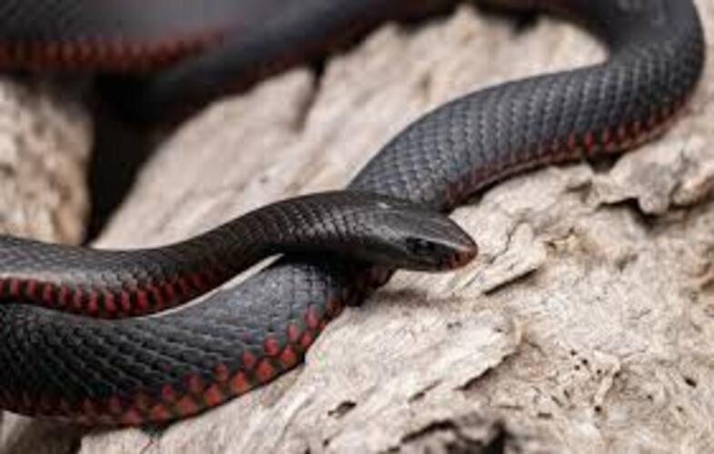 Australie : Ils découvrent un serpent très venimeux dans leur boîte à pizza