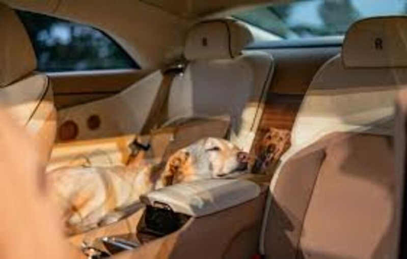Un couple customise sa Rolls-Royce en l’honneur de son chien Un couple customise sa Rolls-Royce en l’honneur de son chien