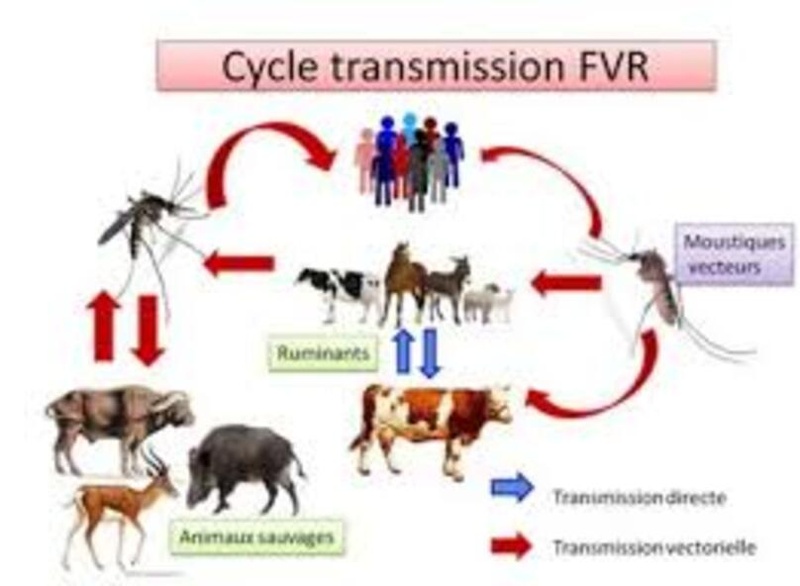 Santé : 78 cas de Fièvre de la Vallée du Rift et 11 décès enregistrés au Sénégal Santé : 78 cas de Fièvre de la Vallée du Rift et 11 décès enregistrés au Sénégal