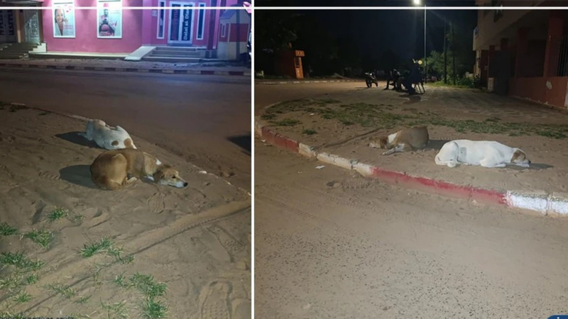 Diourbel : inquiétude grandissante face à la prolifération des chiens errants Diourbel : inquiétude grandissante face à la prolifération des chiens errants