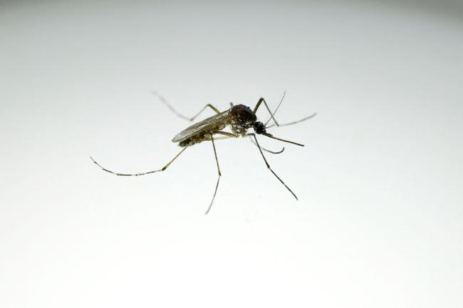Fièvre de la Vallée du Rift à Louga : quatre cas confirmés dont deux décès Fièvre de la Vallée du Rift à Louga : quatre cas confirmés dont deux décès
