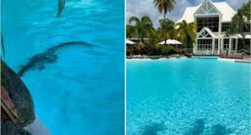 Surprise dans un hôtel de luxe australien : Un crocodile repéré au fond de la piscine