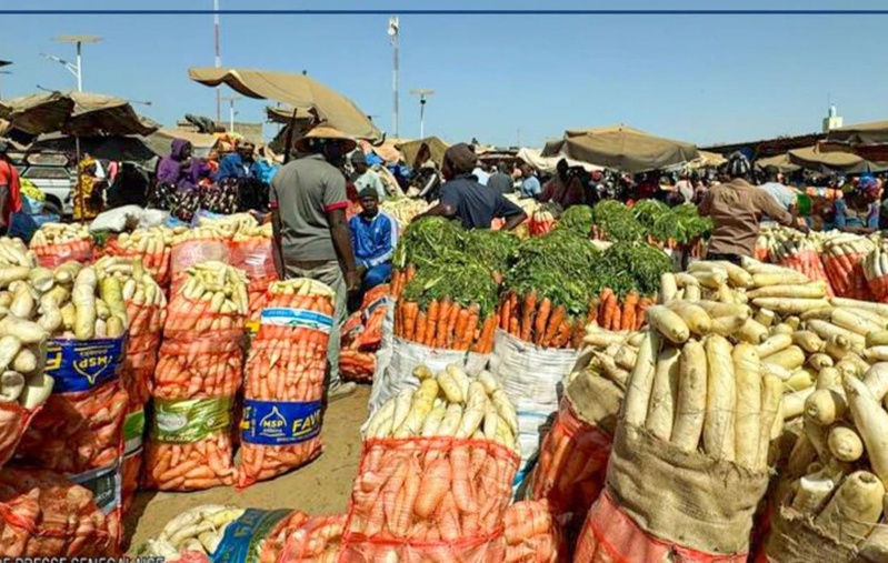 Niayes : une bactérie menace la production de chou et inquiète les producteurs Niayes : une bactérie menace la production de chou et inquiète les producteurs