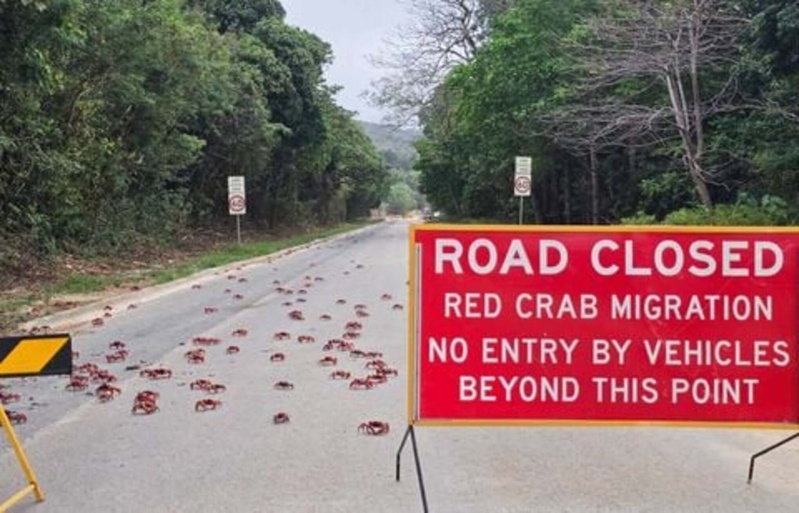 Attention par terre ! Les images des milliers de crabes rouges qui migrent en Australie Attention par terre ! Les images des milliers de crabes rouges qui migrent en Australie