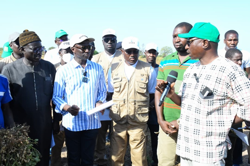 Campagne arachidière 2024-2025 : le Sénégal en route vers un record de plus de 900 000 tonnes Campagne arachidière 2024-2025 : le Sénégal en route vers un record de plus de 900 000 tonnes