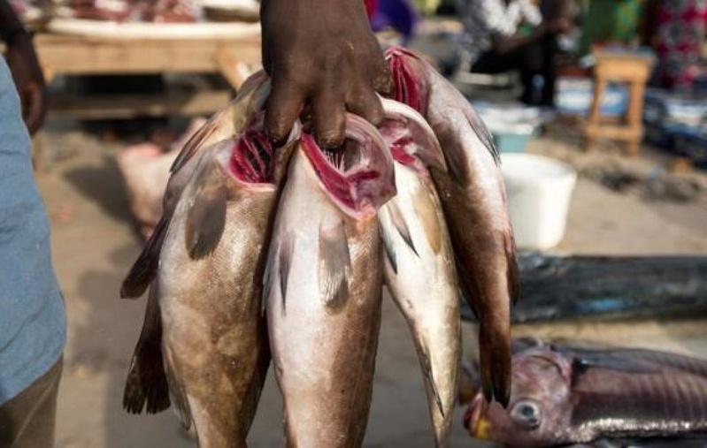Tivaouane : les mareyeurs dénoncent la hausse des taxes de salubrité sur leurs activités