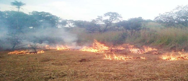 Podor : un feu de brousse ravage plusieurs hectares entre Ouro Aly et Togan Podor : un feu de brousse ravage plusieurs hectares entre Ouro Aly et Togan