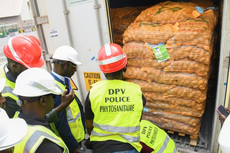 Démarrage de la campagne horticole 2025–2026 : le Sénégal reçoit ses premières semences de pomme de terre au Port de Dakar