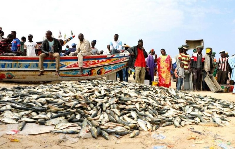 Cayar : les acteurs de la pêche appellent à une meilleure protection des métiers lors de la Journée mondiale de la pêche Cayar : les acteurs de la pêche appellent à une meilleure protection des métiers lors de la Journée mondiale de la pêche