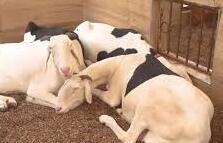 Un apprenti chauffeur jugé pour recel de moutons volés