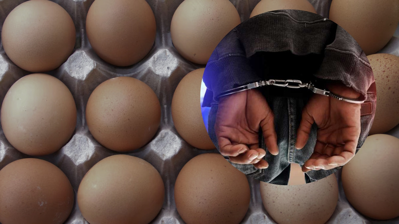 Vol d’œufs dans un poulailler : un employé condamné après une série de prélèvements clandestins Vol d’œufs dans un poulailler : un employé condamné après une série de prélèvements clandestins