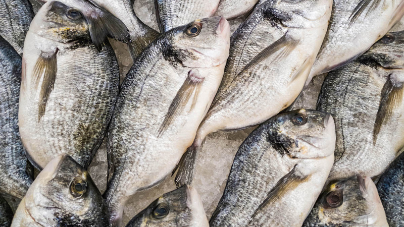 Sénégal : plus de 230.000 tonnes de poissons exportées en 2024, selon le ministère des Pêches