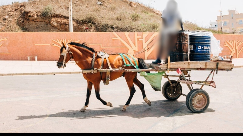 Traction animale : l’État exige l’application stricte des règles de protection des équidés Traction animale : l’État exige l’application stricte des règles de protection des équidés