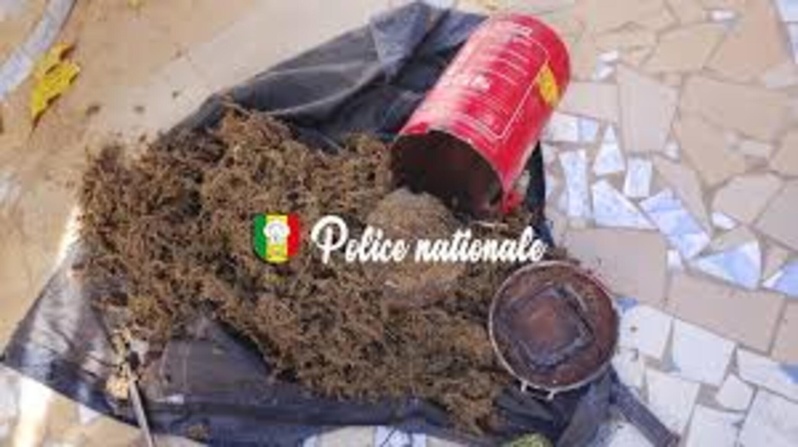 Trafic de drogue : une convoyeuse déférée après une double saisie spectaculaire à Kolda Trafic de drogue : une convoyeuse déférée après une double saisie spectaculaire à Kolda