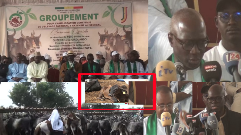 Thiès : le ministère remet 1 050 bovins au G.P.S Thiès : le ministère remet 1 050 bovins au G.P.S