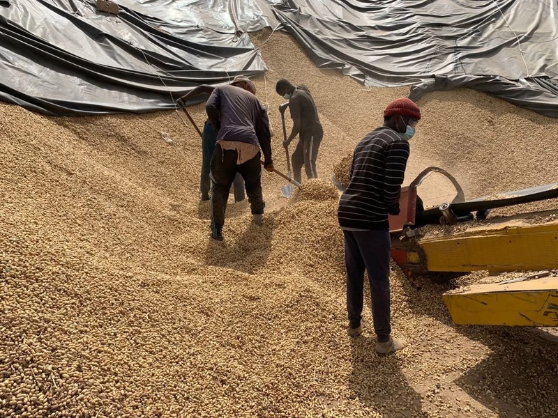 Arachide : un accord entre l’État et les exportateurs pour relancer la commercialisation Arachide : un accord entre l’État et les exportateurs pour relancer la commercialisation