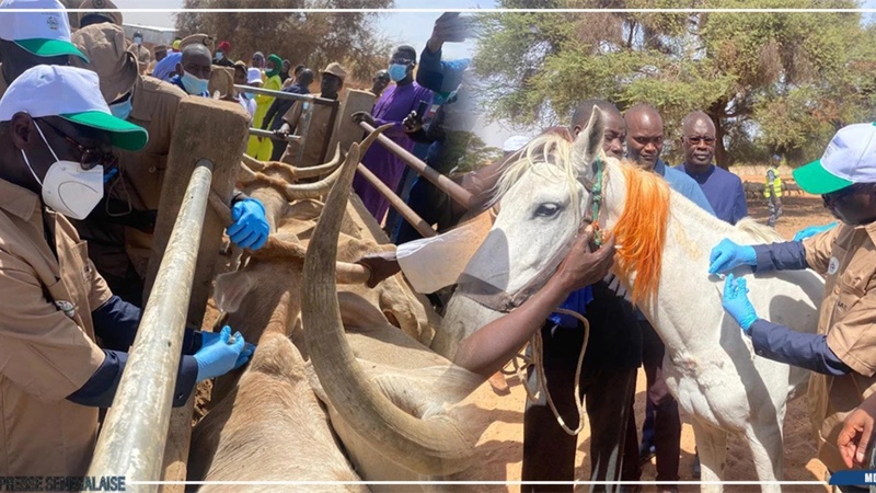 Louga : lancement de la campagne nationale de vaccination du cheptel 2025-2026 à Keur Momar Sarr Louga : lancement de la campagne nationale de vaccination du cheptel 2025-2026 à Keur Momar Sarr