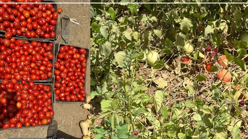Filière tomate industrielle : plus de 80 000 tonnes attendues cette année au Sénégal