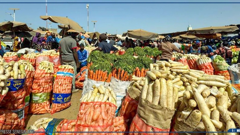 Notto Gouye Diama : des vendeurs de légumes contestent la répartition d’un nouveau hangar et la hausse des taxes Notto Gouye Diama : des vendeurs de légumes contestent la répartition d’un nouveau hangar et la hausse des taxes