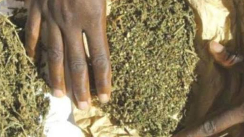 Touba : une opération policière met fin à une nuit de consommation de chanvre Touba : une opération policière met fin à une nuit de consommation de chanvre