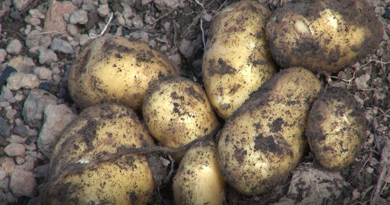 Zone des Niayes : des maraîchers alertent sur une maladie qui menace leurs récoltes Zone des Niayes : des maraîchers alertent sur une maladie qui menace leurs récoltes