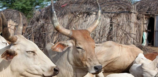 Nioro : un suspect arrêté avec six bœufs volés avant le marché hebdomadaire