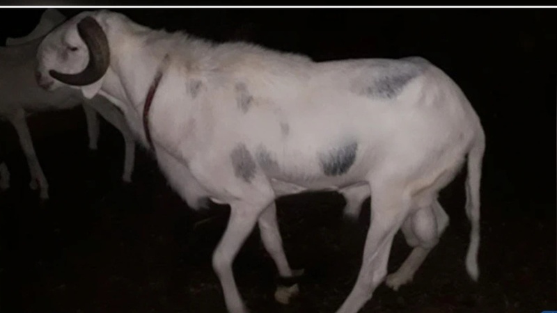 Tivaouane : une ferme ciblée en pleine nuit, plusieurs animaux emportés