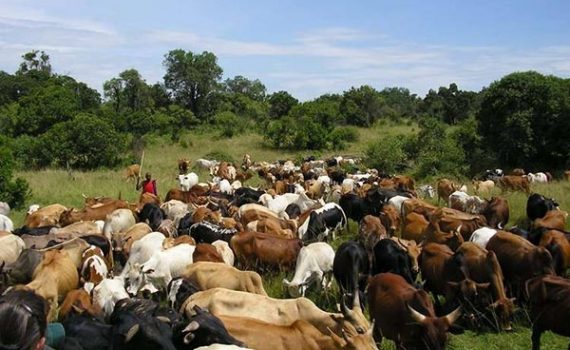 Linguère : le vol de bétail fragilise durablement les éleveurs du Ferlo