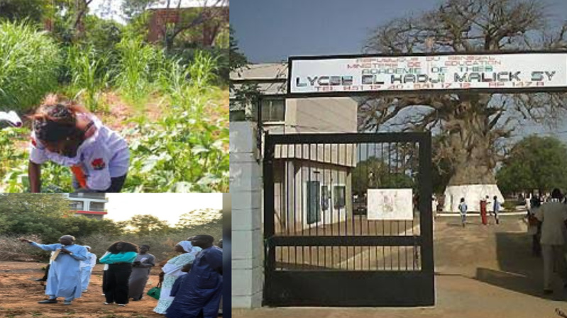 Thiès : le lycée Malick Sy mise sur l’agriculture avec un champ-école innovant