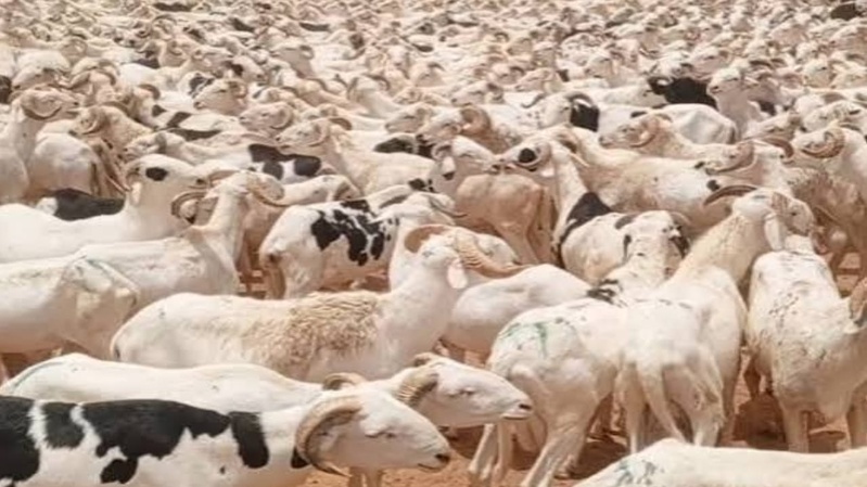 Tabaski 2026 : Thiès face à une demande record de 230 000 moutons Tabaski 2026 : Thiès face à une demande record de 230 000 moutons