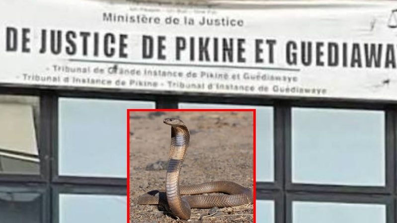Pikine : le tribunal envahi par des serpents après l’effondrement d’un mur, la panique s’installe