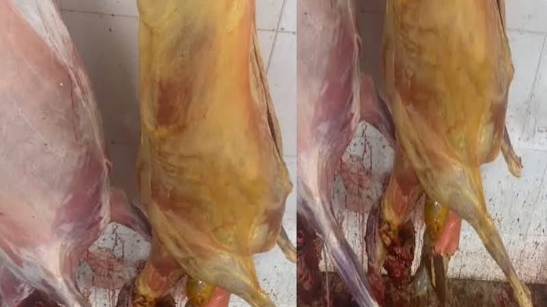 Kaffrine : saisie et incinération d’une carcasse bovine impropre à la consommation Kaffrine : saisie et incinération d’une carcasse bovine impropre à la consommation