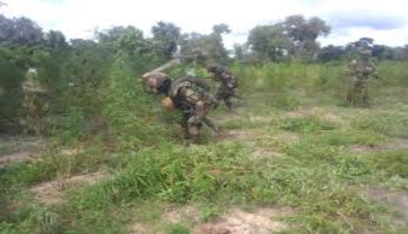 Casamance : les forces armées frappent les réseaux opérant en forêt Casamance : les forces armées frappent les réseaux opérant en forêt