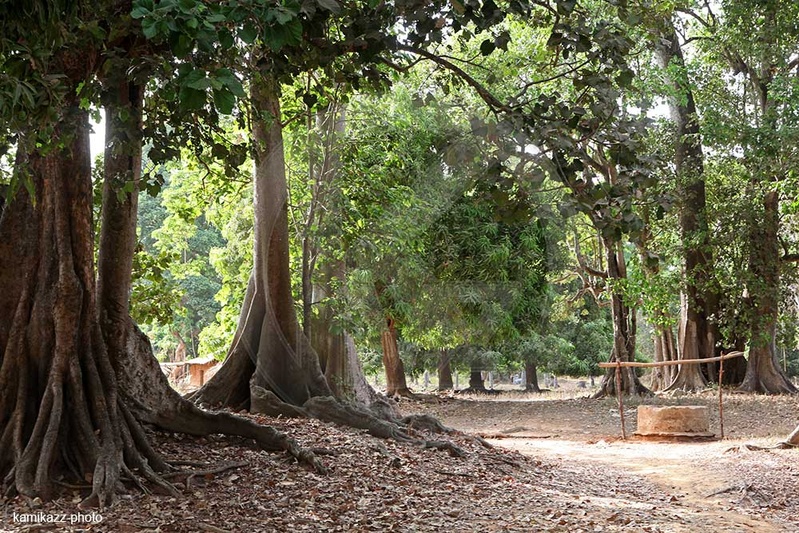Le Sénégal prépare un nouveau plan forestier pour la période 2026-2035 Le Sénégal prépare un nouveau plan forestier pour la période 2026-2035