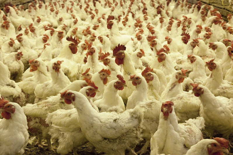 Aviculture à Thiès : les éleveurs confrontés à la hausse des coûts et aux difficultés de vente